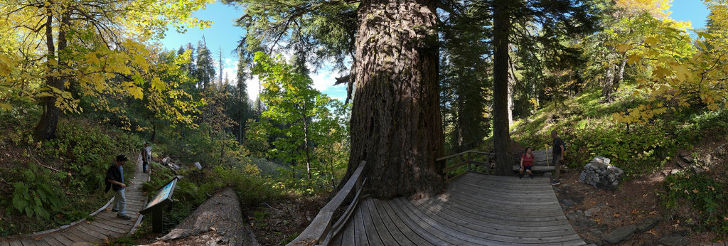 Big Tree, Oregon Caves National Monument, OR, USA 360 Panorama | 360Cities